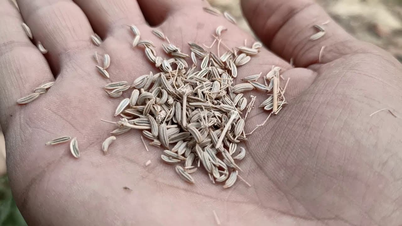 Régen az összes magyar konyhába ott volt ez a fűszer, mára szinte teljesen eltűnt