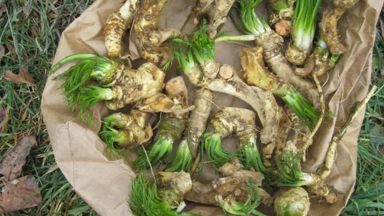 Extra egészséges ez a zöldség, a magyarok mégis csak húsvétkor eszik